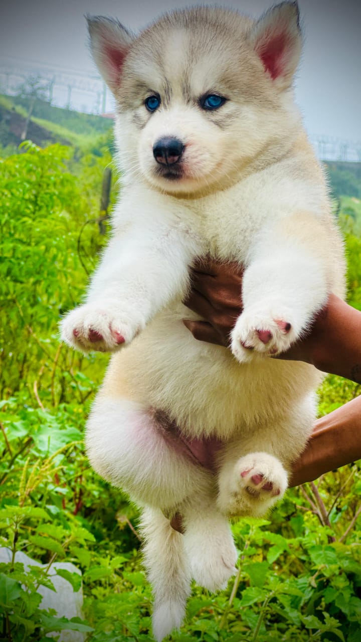 Buy lovable Siberian Husky Puppy from Goa