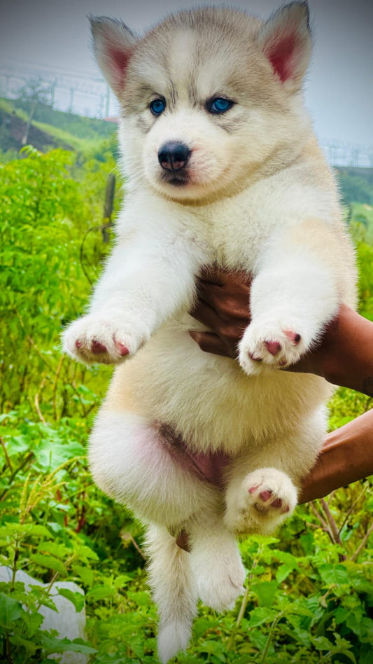 Buy lovable Siberian Husky Puppy from Goa