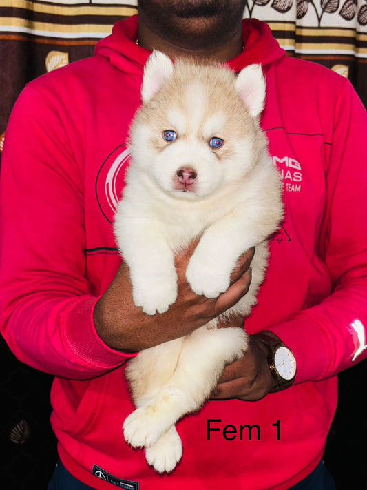 Siberian Husky puppy price in Bangalore