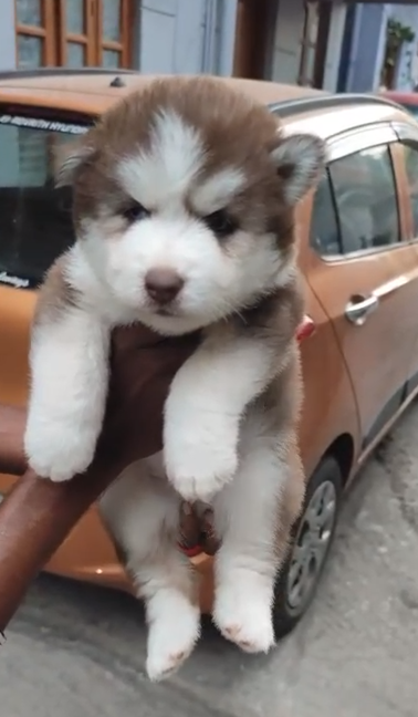 Siberian Husky  puppy From Bangalore for sale