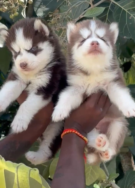 Siberian Husky Puppies in Bangalore