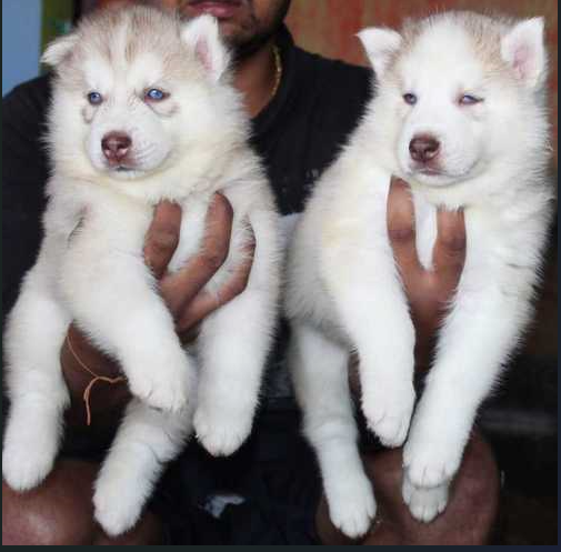 Siberian Husky dog price in Jaipur