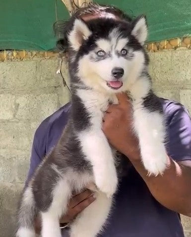 Siberian Husky Puppies in Vizag