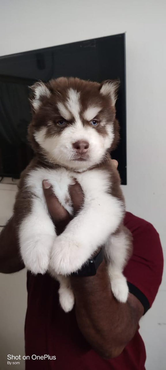 Siberian Husky puppy price in Jaipur