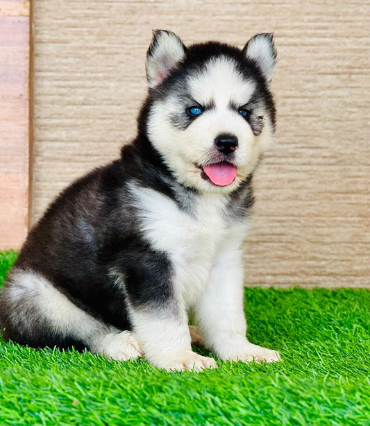 Siberian Husky dog price in Vizag