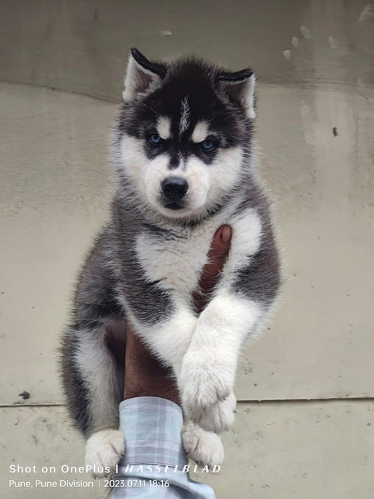 Siberian Husky dog price in Bangalore