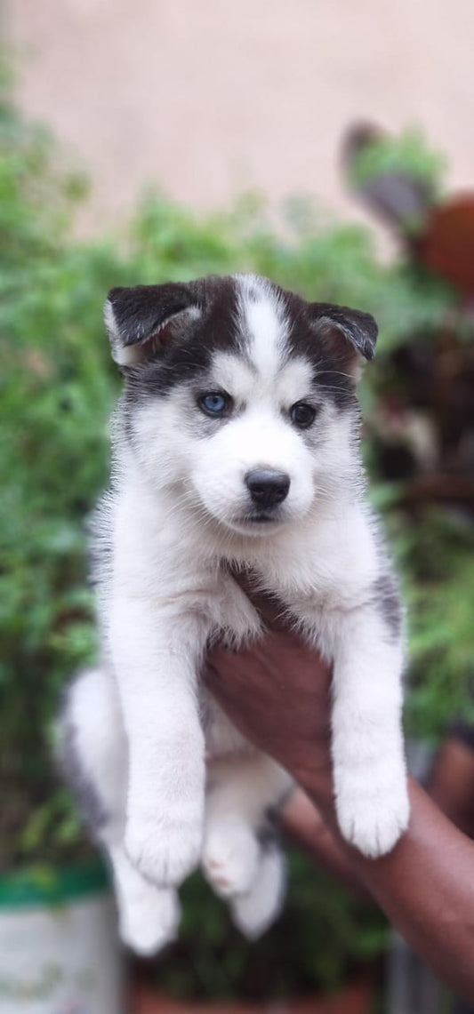 Siberian Husky dog price in Hyderabad
