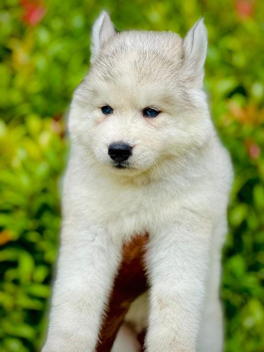 Siberian Husky puppy price in  Vizag