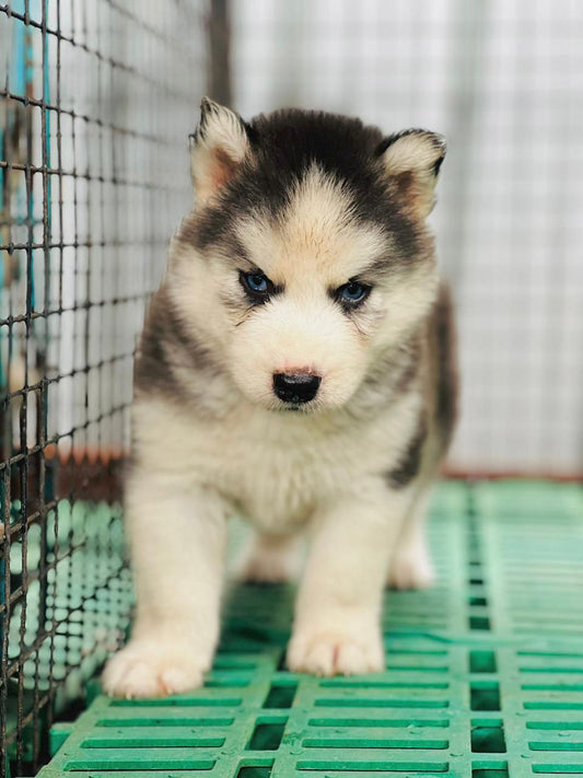 Siberian Husky puppy From Vizag   for sale