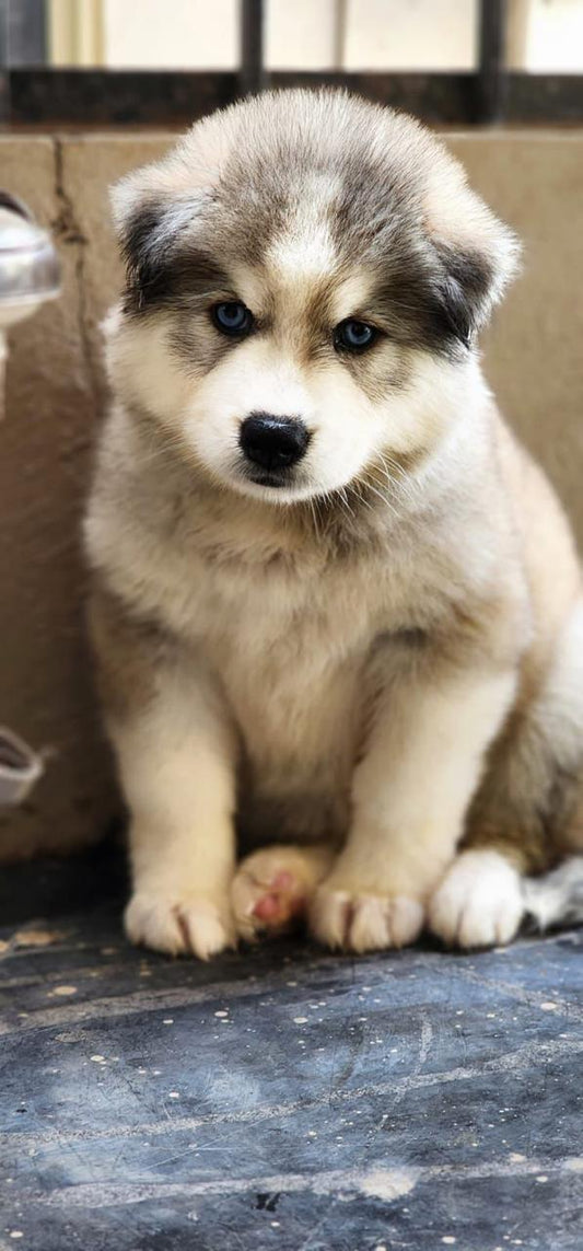 Siberian Husky dog price in Jaipur