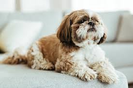 Smart Shih tzu Puppy