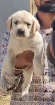 Purchase Friendly  Labrador Retriever Puppy from Delhi