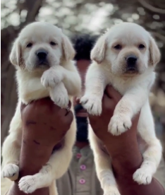 Purchase Friendly Labrador Retriever Puppy from Goa