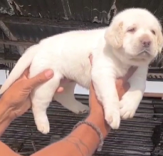 Order Female Labrador Retriever Puppy from Goa