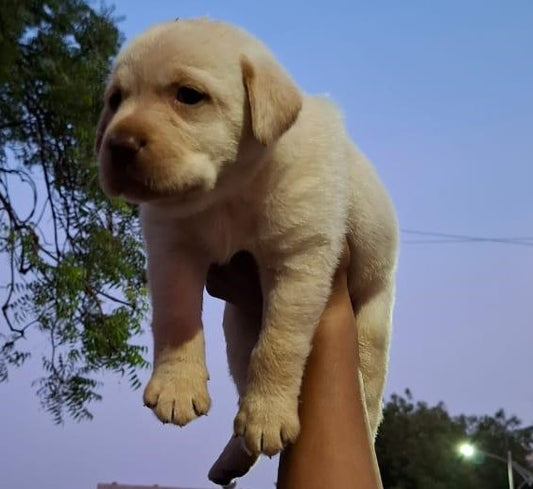 Sporty Labrador Retriever Puppy  