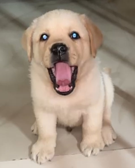 Buy Male Labrador Retriever Puppy from Goa