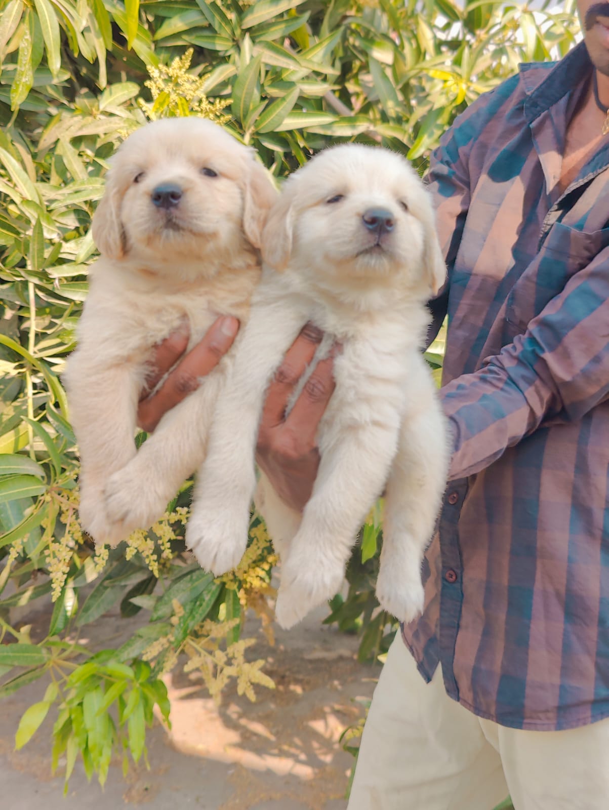 Labrador Retriever Puppies in  Hyderabad