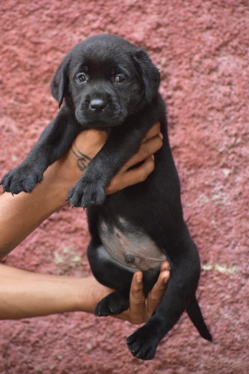 Labrador Retriever dog price in Ahmedabad