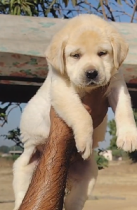 Labrador Retriever puppy From Hyderabad  for sale