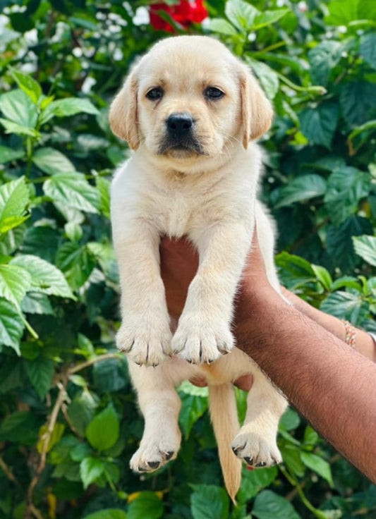 Labrador Retriever puppy price in Jaipur