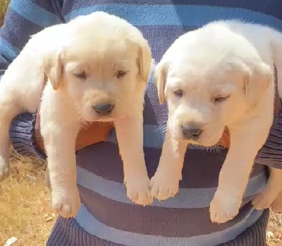 Labrador Retriever Puppies in  Bangalore
