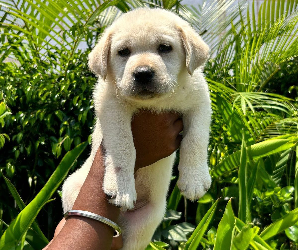Labrador Retriever Puppies in  Vizag