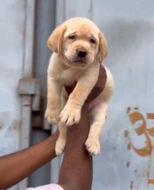 Labrador Retriever puppy price in  Vizag