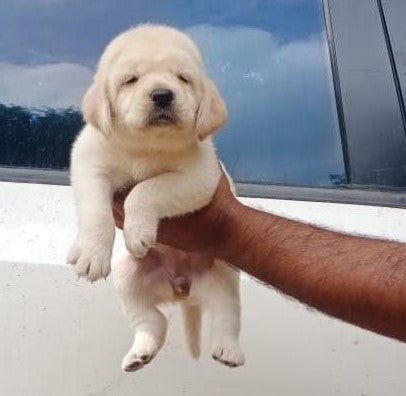 Labrador Retriever puppy From Chennai   for sale