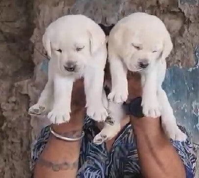 Labrador Retriever puppy price in  Chennai