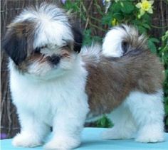 Buy Best Quality Lhasa Apso Puppy from Mumbai