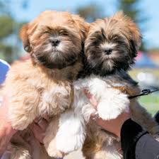 Order Lhasa Apso Puppy from Mumbai