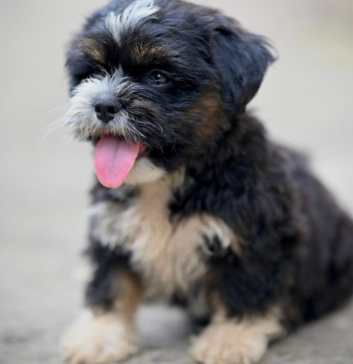 companions Lhasa Apso Puppy