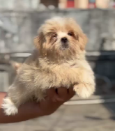 Buy lovable Lhasa Apso  Puppy from Delhi
