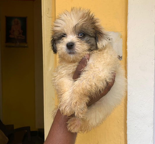Purchase Lhasa Apso Puppy from Mumbai