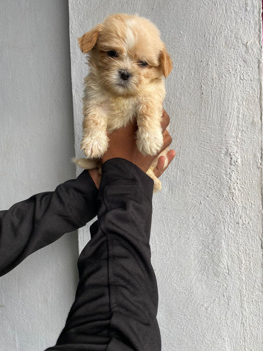 Lhasa Apso dog price in Chennai