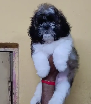 Lhasa Apso Puppies in  Chennai