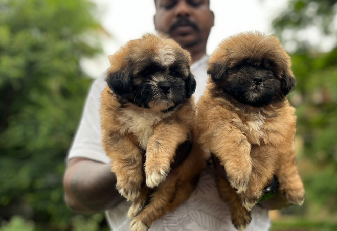 Purchase Friendly  Lhasa Apso Puppy from Delhi