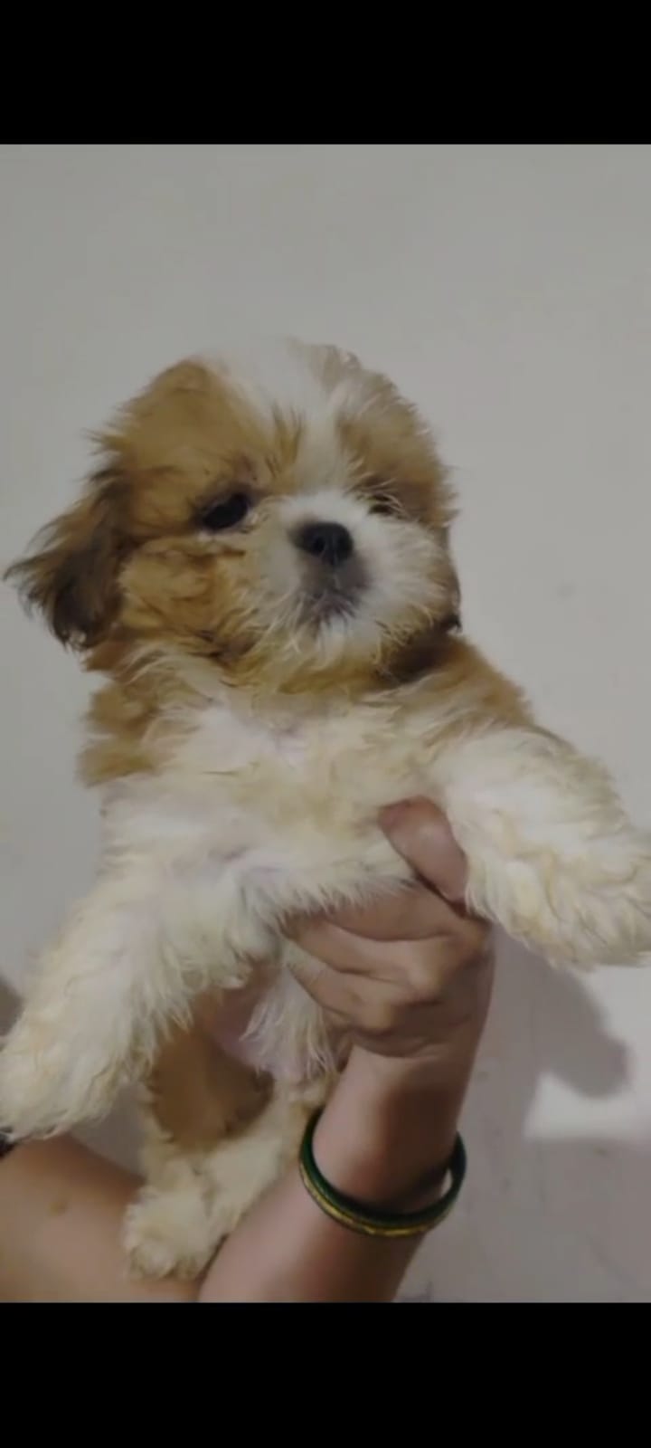 Buy Male Lhasa Apso Puppy from Delhi