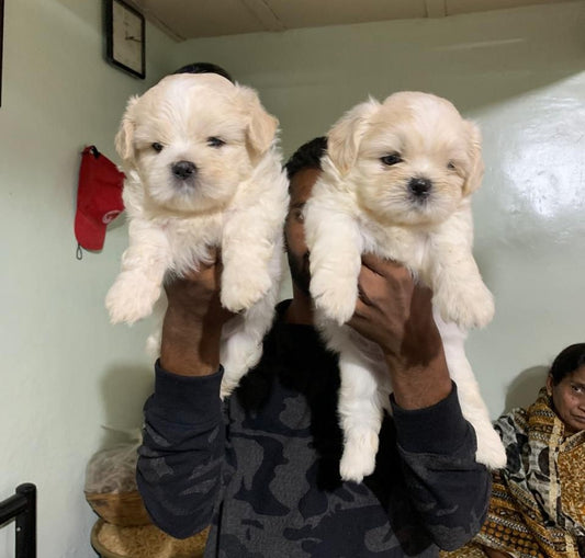 Lhasa Apso Puppies in  Vizag