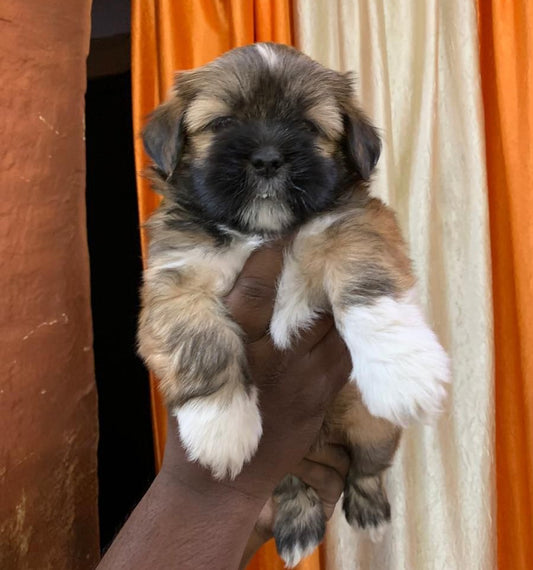 Lhasa Apso dog price in Vizag