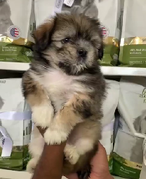 Lhasa Apso puppy From Bangalore for sale