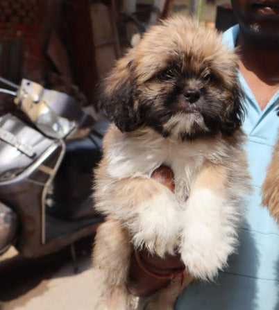 Lhasa Apso puppy price in  Jaipur