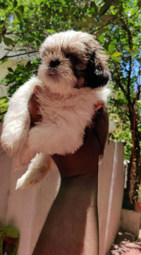 Lhasa Apso dog price in Jaipur
