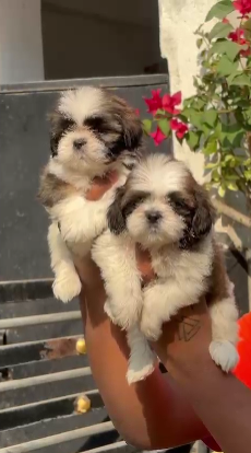 Lhasa Apso puppy price in  Hyderabad