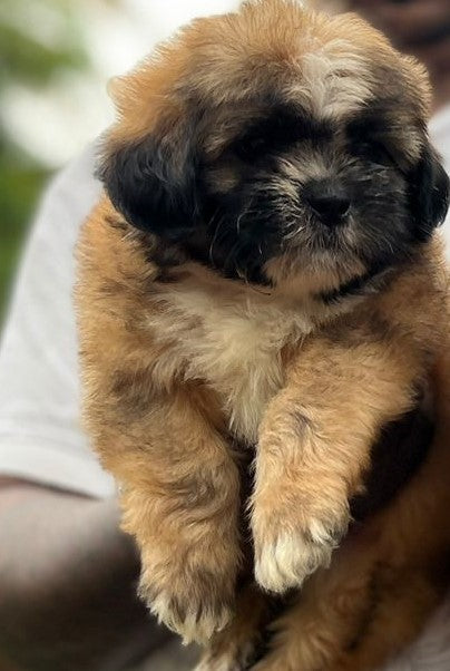 Lhasa Apso dog price in Hyderabad