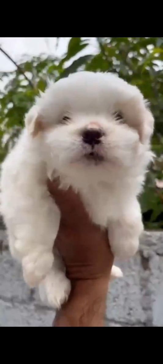 Buy lovable  Lhasa Apso  Puppy from Goa