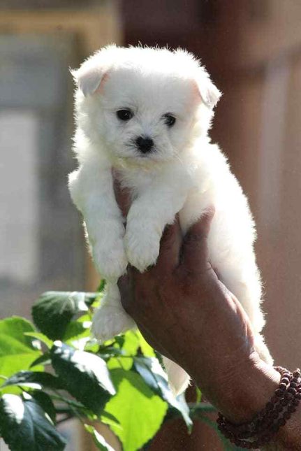 Maltese dog price in Chennai