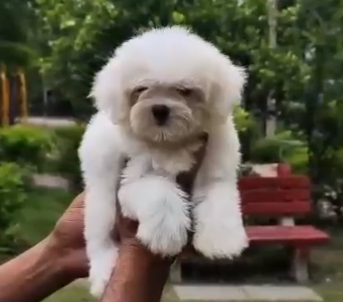 Buy Maltese  Puppy from Mumbai