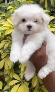 Buy lovable  Maltese Puppy from Goa