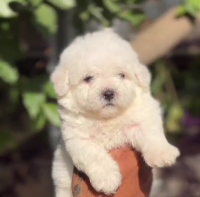 Purchase Friendly Maltese Puppy from Goa